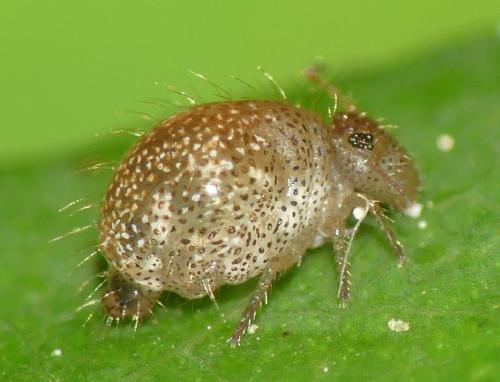 Allacma fusca
